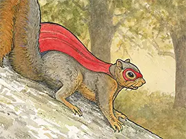 Squirrel hero