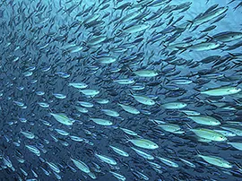 A school of fish