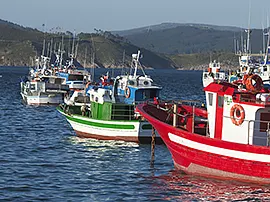 Fishing boats