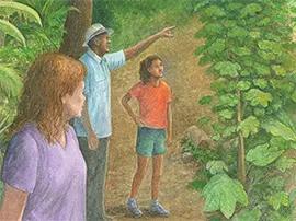 Seeing new yagrumo trees growing after the hurricane.