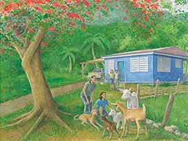 Greeting the goats under a flamboyan tree.